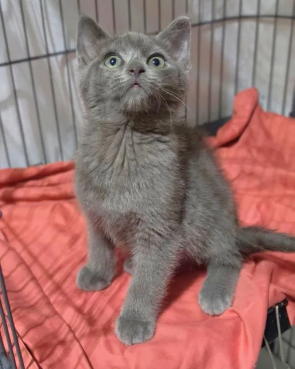A baby small-sized male Domestic Short Hair cat named Simon for adoption in Novato, CA