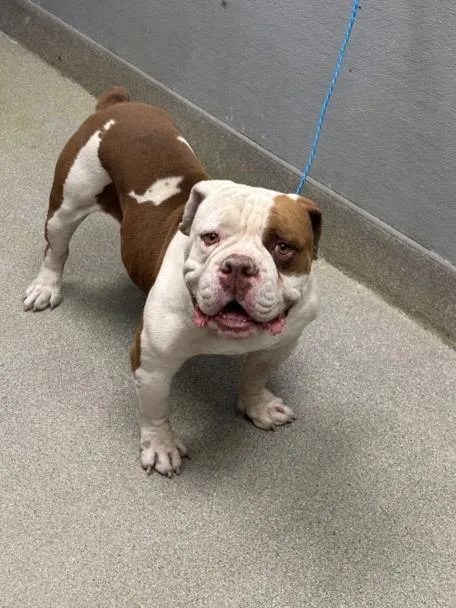 An adult medium-sized male English Bulldog dog named Morty for adoption in Las Vegas, NV