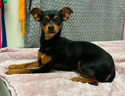 A young small-sized female Miniature Pinscher dog named Tulip for adoption in Lampasas, TX