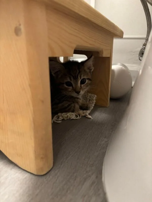A young small-sized female Tabby (Brown / Chocolate) Domestic Short Hair cat named Unicode for adoption in Cincinnati, OH