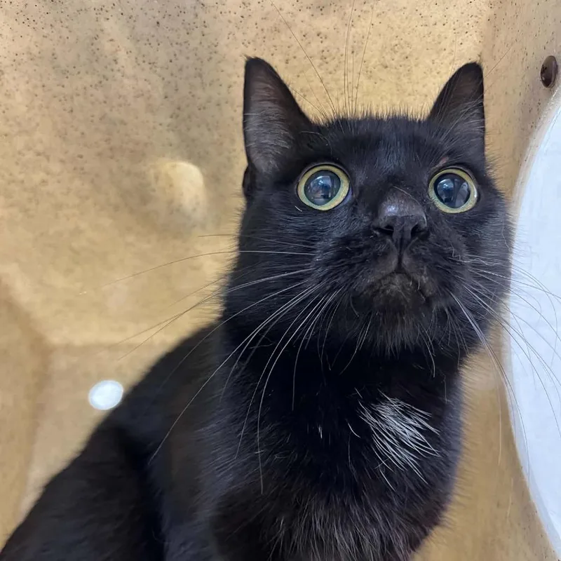 A young medium-sized female Black Domestic Short Hair cat named Svasstray for adoption in Lyndhurst, VA