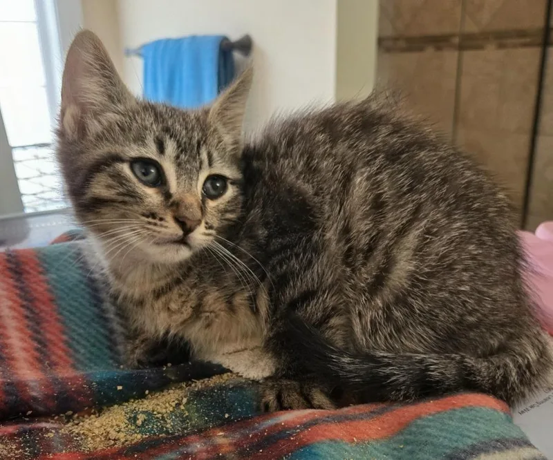 A baby medium-sized male Domestic Short Hair cat named Splash for adoption in Evans, GA