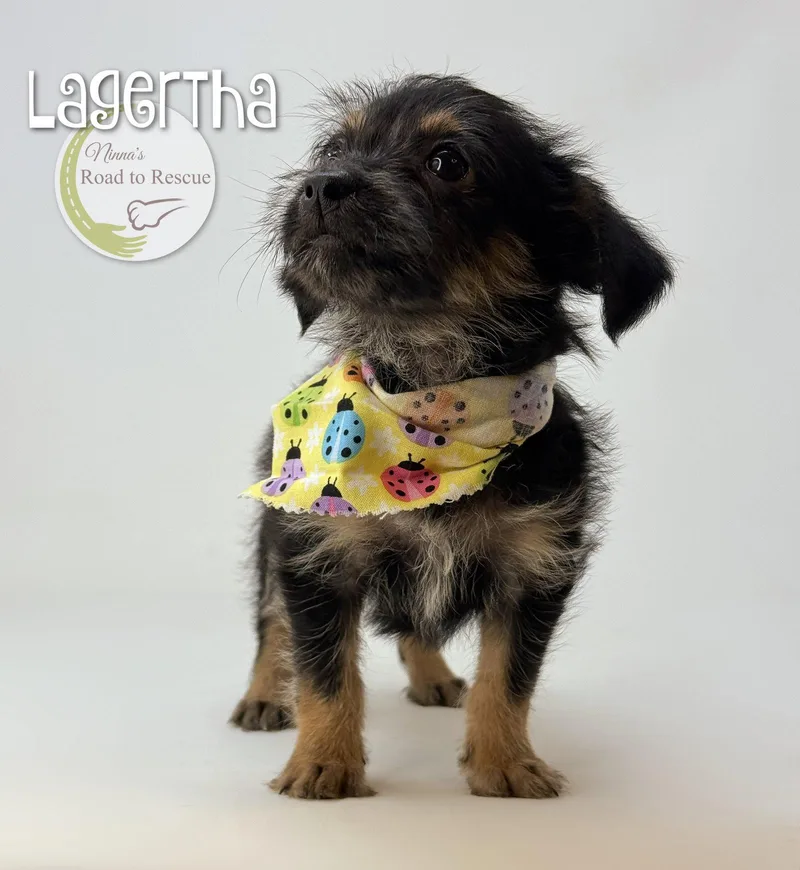 A baby small-sized female Yorkshire Terrier dog named Lagertha for adoption in Benton, LA