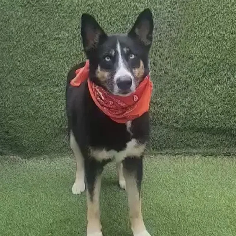 An adult medium-sized female Black German Shepherd Dog dog named Taivas for adoption in Houston, TX