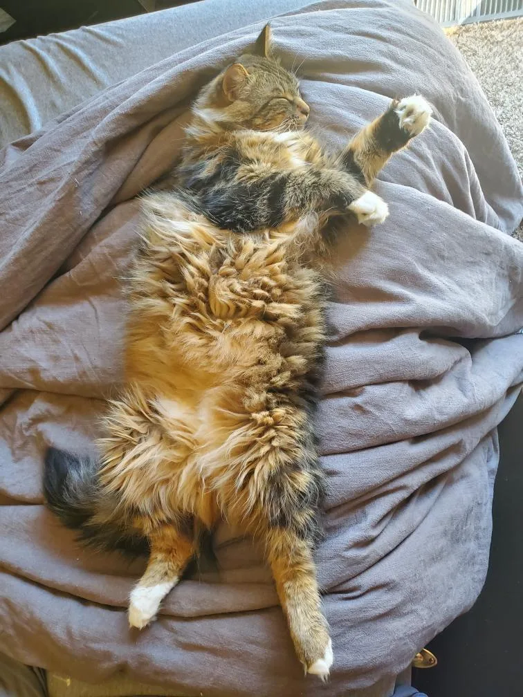 An adult medium-sized male Tabby (Brown / Chocolate) Domestic Long Hair cat named Jabba for adoption in Hillsboro, OR