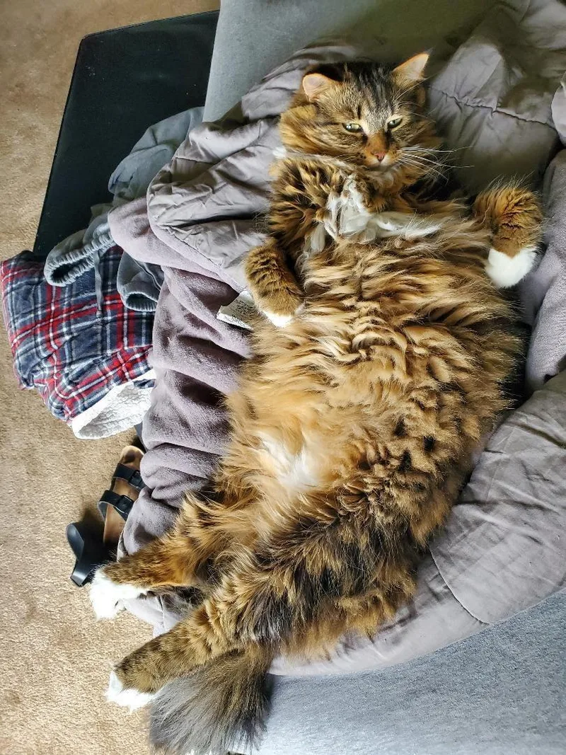 Jabba thumbnail 3