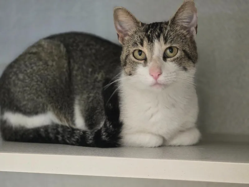A baby large-sized female Domestic Short Hair cat named Nymph for adoption in Viroqua, WI