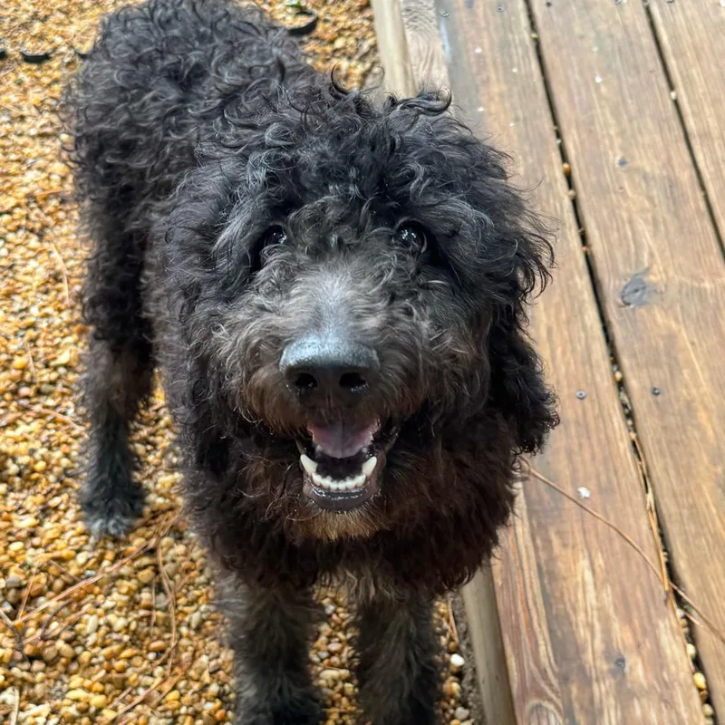A young medium-sized male Black Poodle dog named Nori for adoption in Raleigh, NC