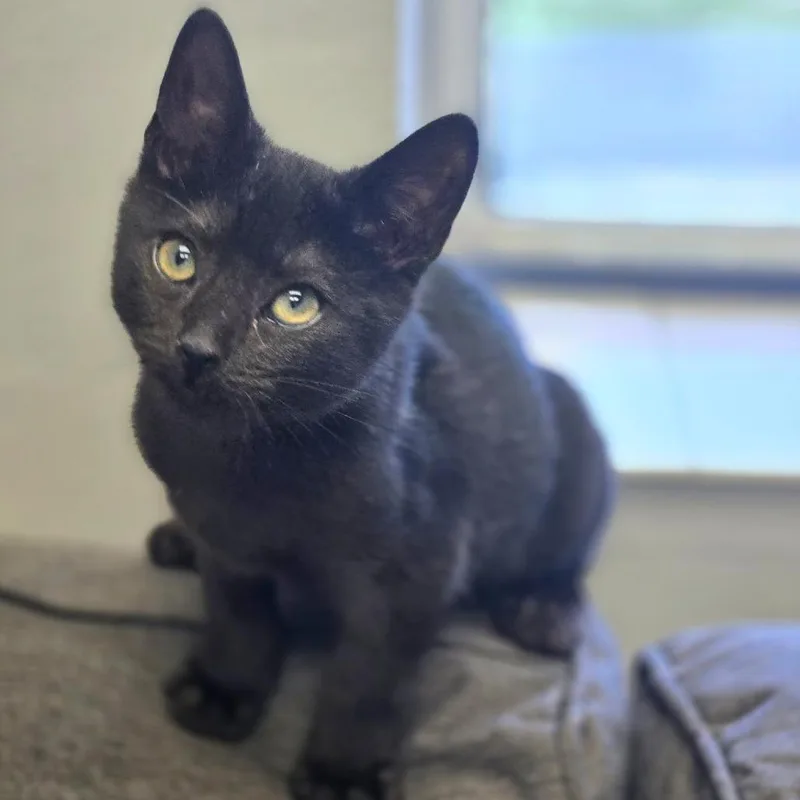 A baby small-sized male Black Domestic Short Hair cat named Jeebs for adoption in Lexington, SC