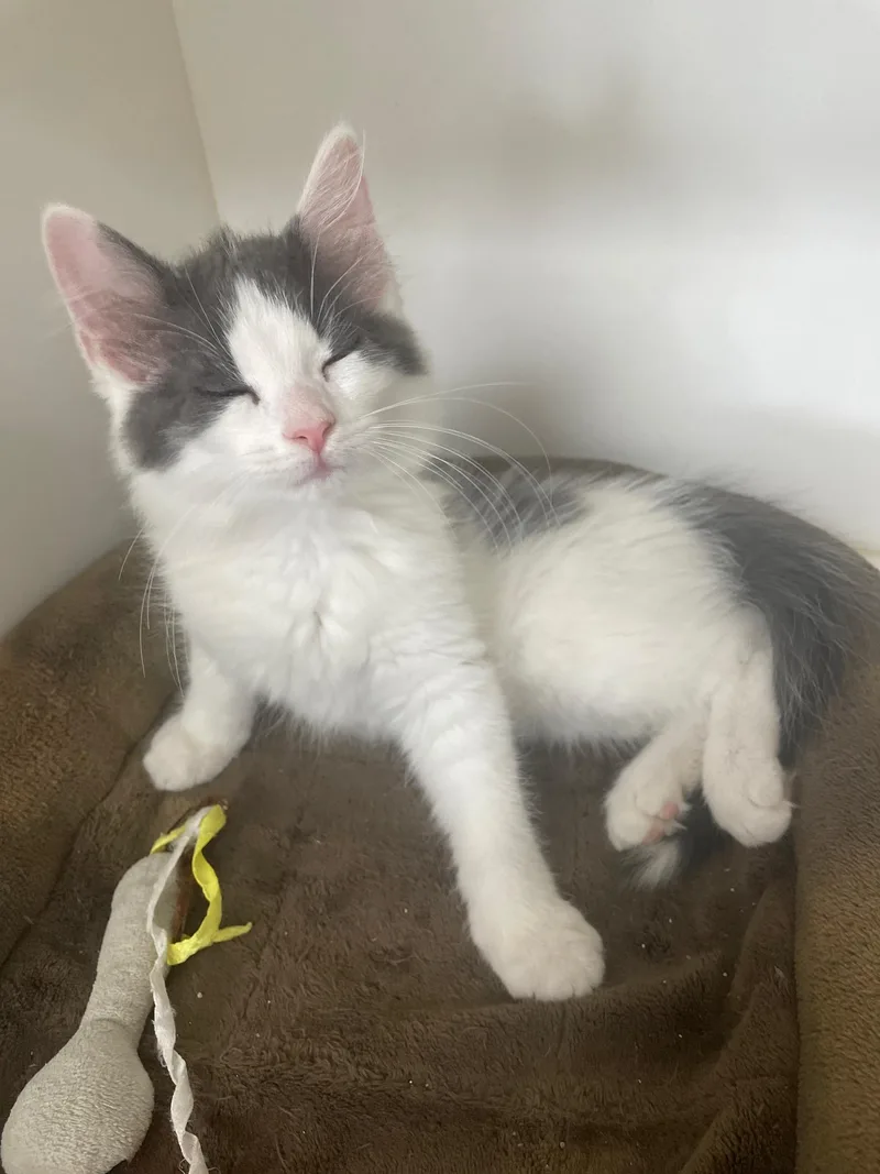 A baby small-sized male Gray & White Domestic Short Hair cat named Boomer for adoption in Neillsville, WI