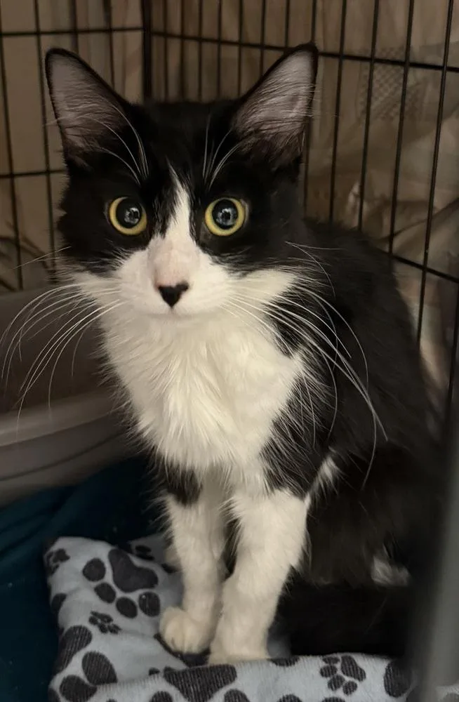 A baby small-sized female Black & White / Tuxedo Domestic Medium Hair cat named Jetta for adoption in Fremont, NE