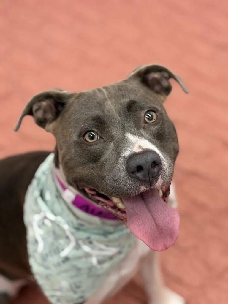 A young medium-sized female Mixed Breed dog named Queenie for adoption in Detroit, MI