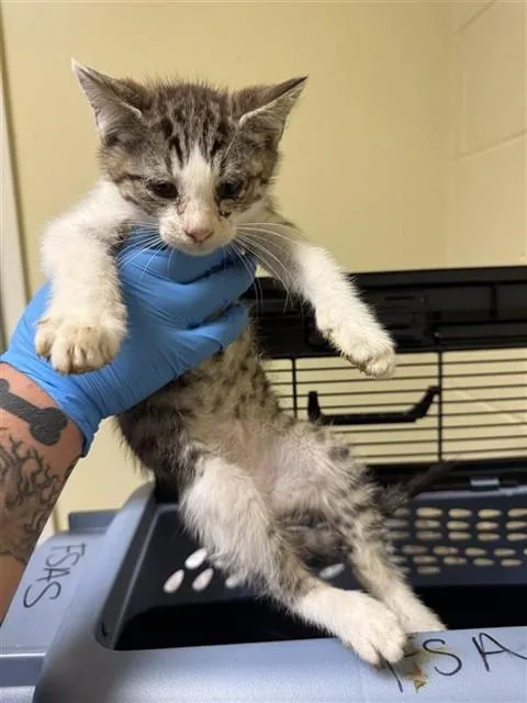 A baby small-sized male Domestic Short Hair cat named A for adoption in Sacramento, CA