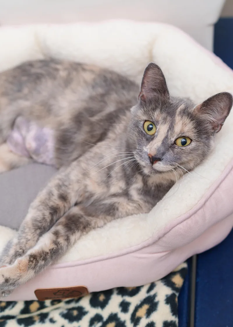 An adult medium-sized female Dilute Tortoiseshell Domestic Short Hair cat named Elizabeth Taylor for adoption in Boise, ID