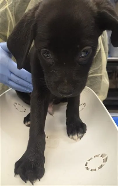 A baby small-sized male Labrador Retriever dog named Bologna Cheese for adoption in Phoenix, AZ