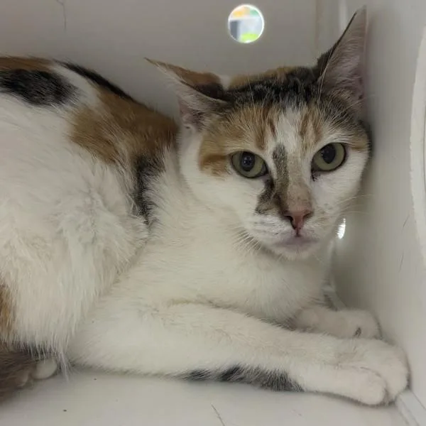 An adult medium-sized female Domestic Short Hair cat named June for adoption in Des Moines, IA