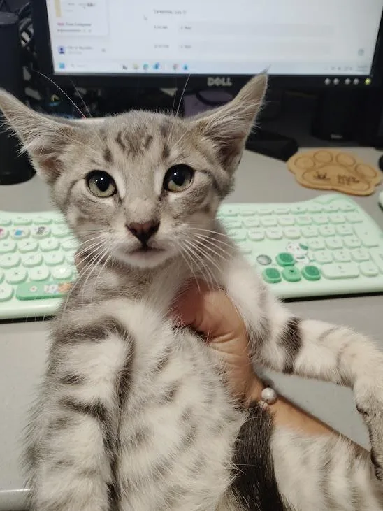 A baby medium-sized male Domestic Short Hair cat named Elmwood for adoption in Republic, MO