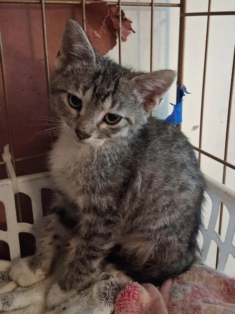 A baby small-sized male Domestic Short Hair cat named Buzz for adoption in Ogden, UT