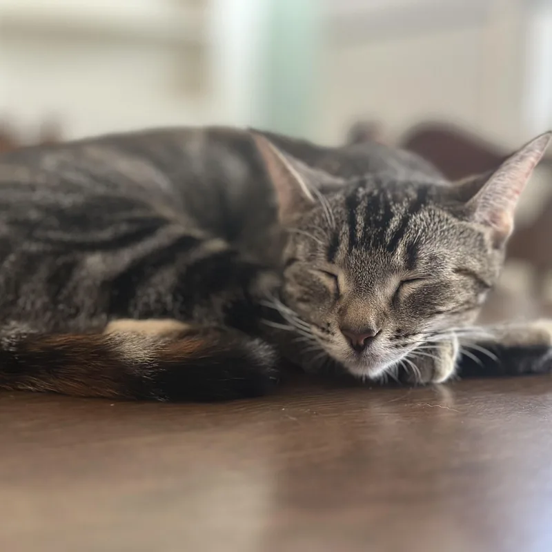 Seraphina thumbnail 2