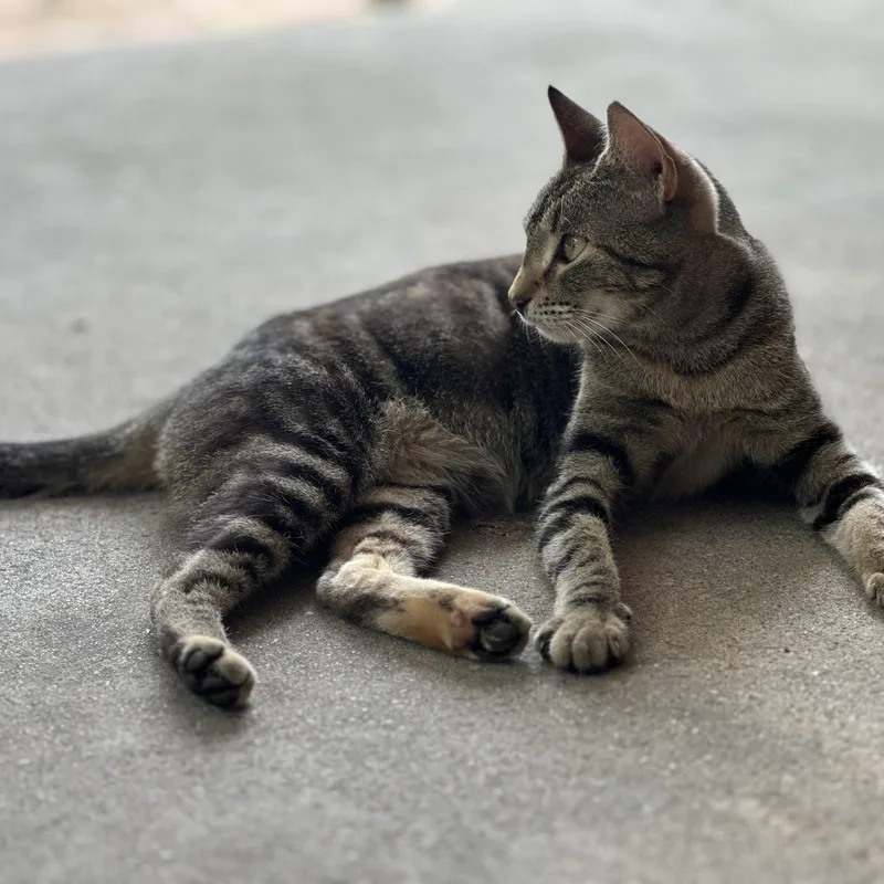 Seraphina thumbnail 3