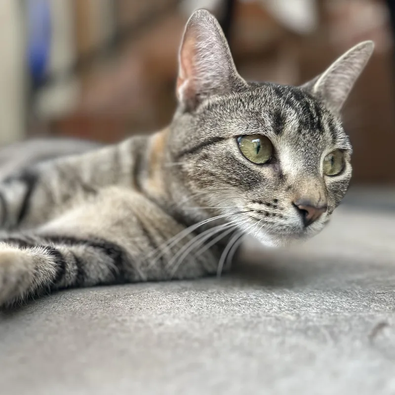 An adult medium-sized female Tabby (Brown / Chocolate) Domestic Short Hair cat named Seraphina for adoption in Clinton, NC