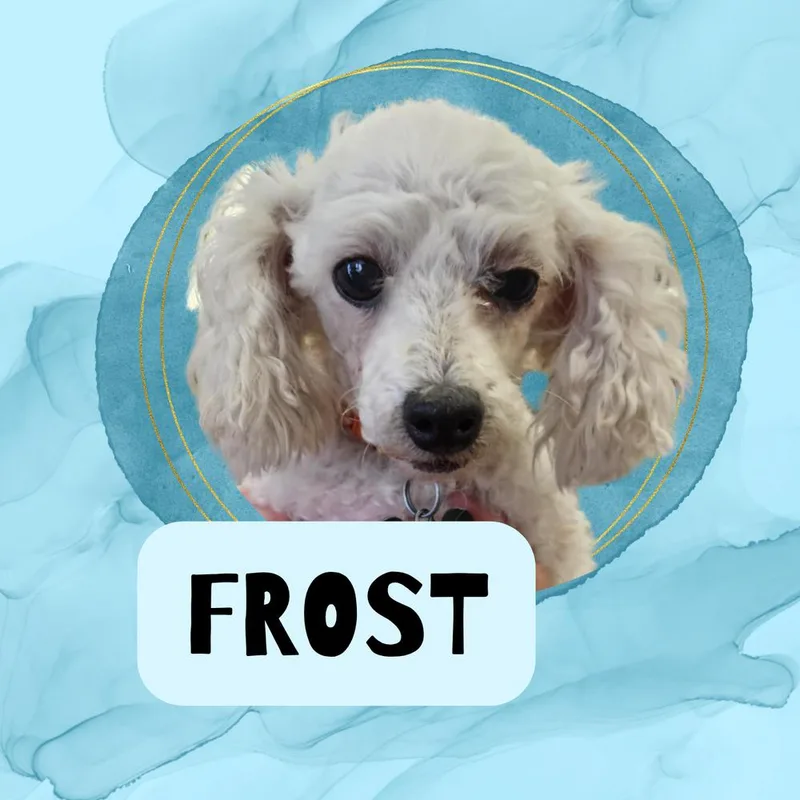 Poodle Miniature Frost