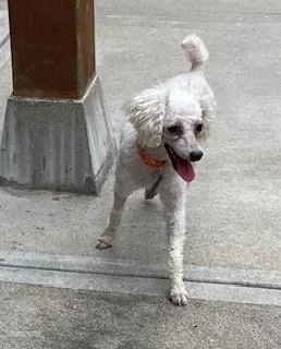 Poodle Miniature  Frost thumbnail 2