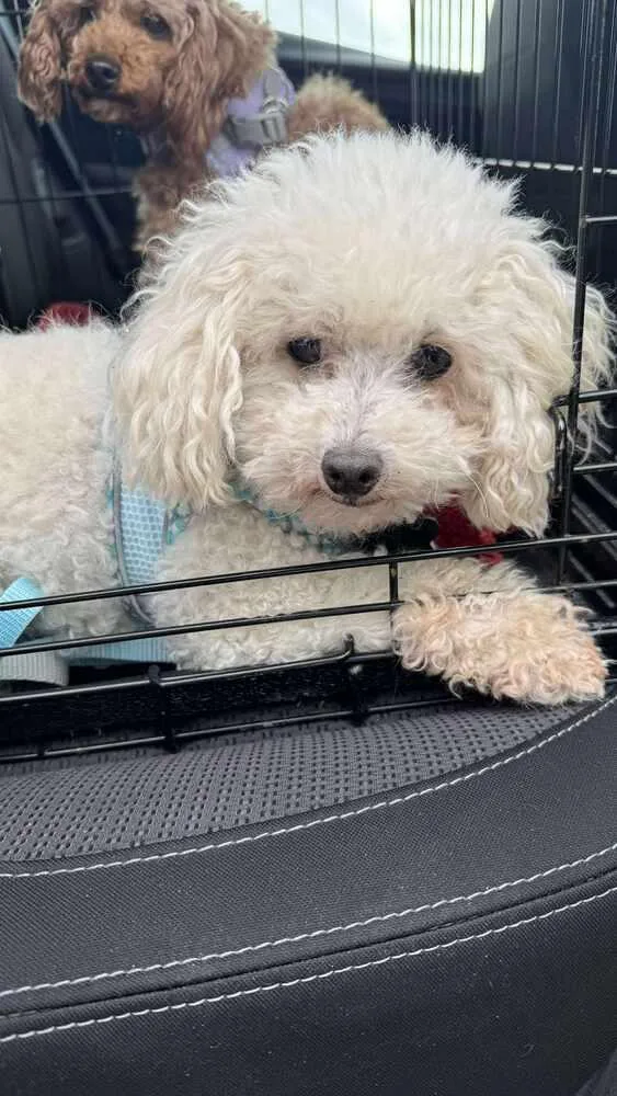 Poodle Miniature  Frost thumbnail 4