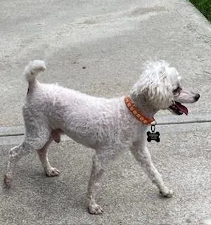 Poodle Miniature  Frost thumbnail 6