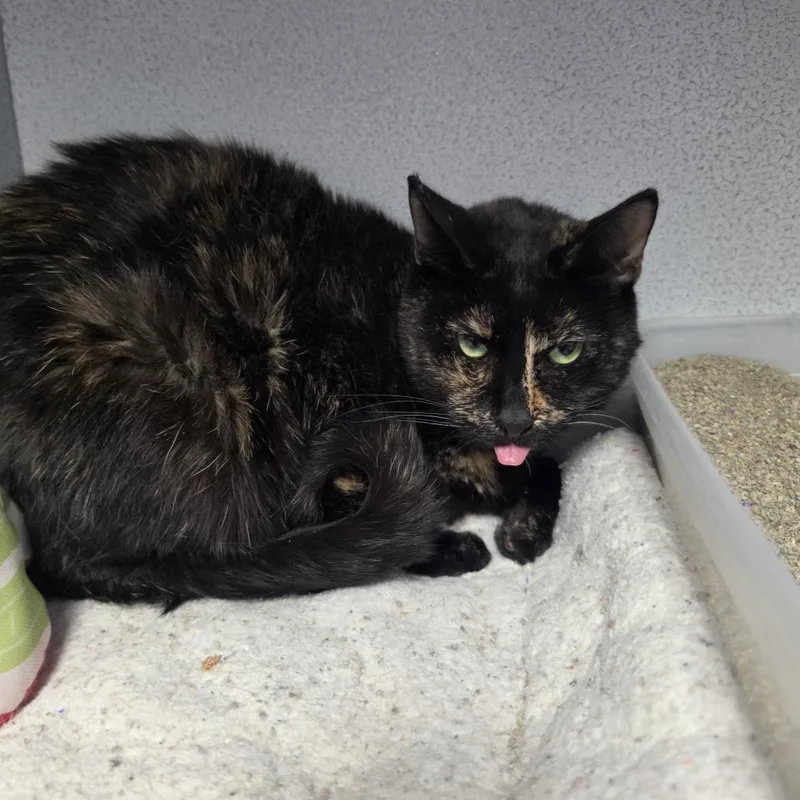A baby small-sized female Tortoiseshell Domestic Medium Hair cat named Dutchess for adoption in Carlin, NV