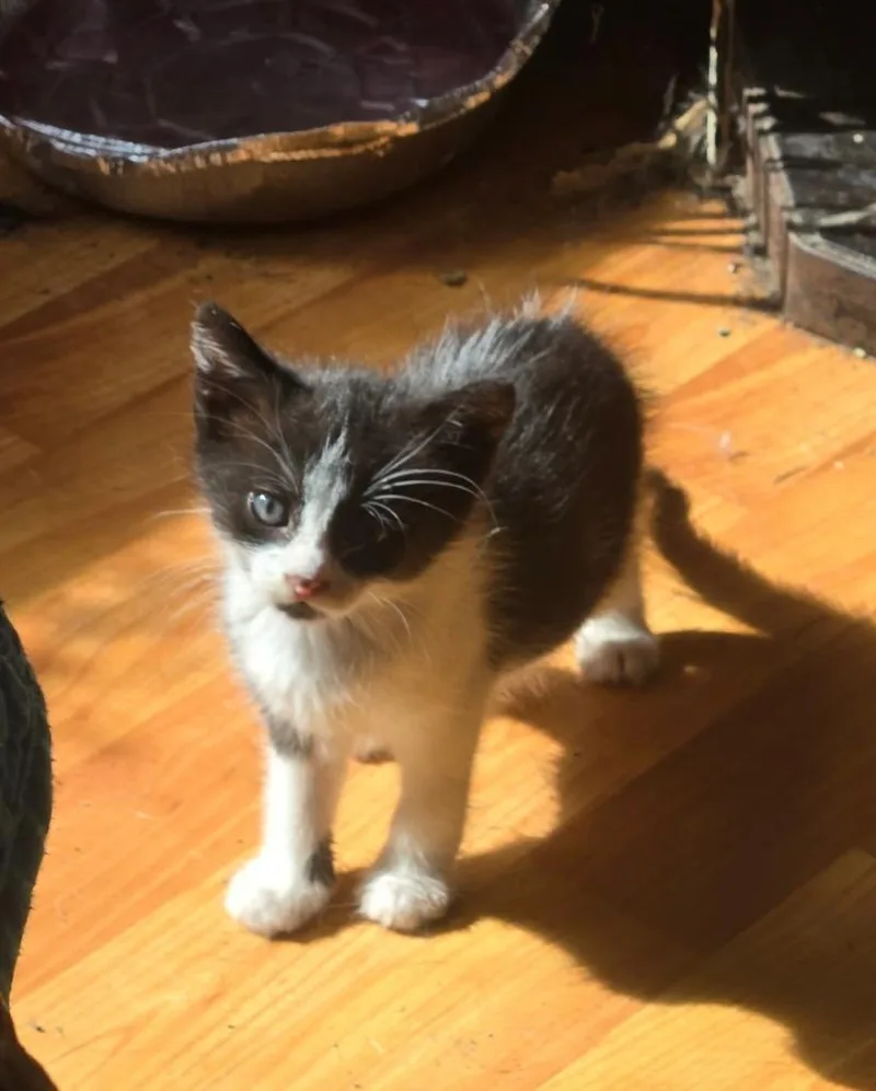 A baby small-sized male Domestic Short Hair cat named Bug for adoption in Princeton, IN