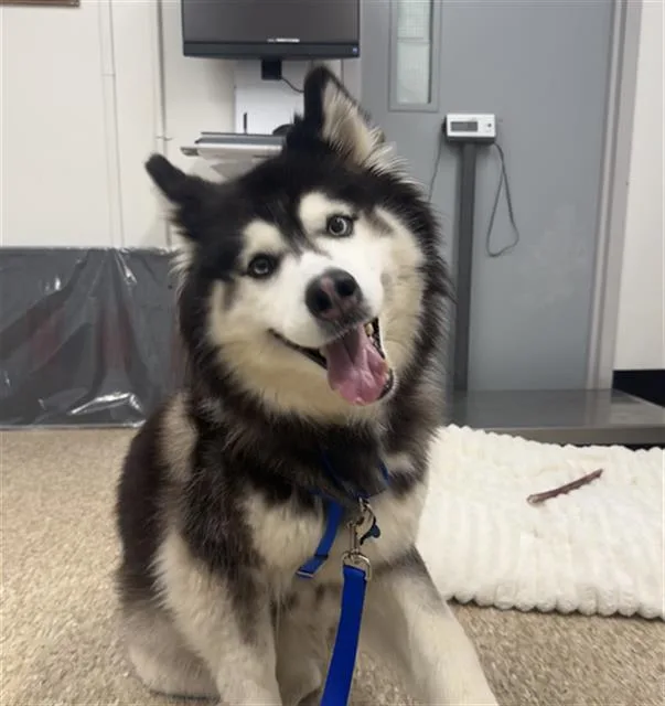 An adult large-sized female Siberian Husky dog named Mila for adoption in Boston, MA