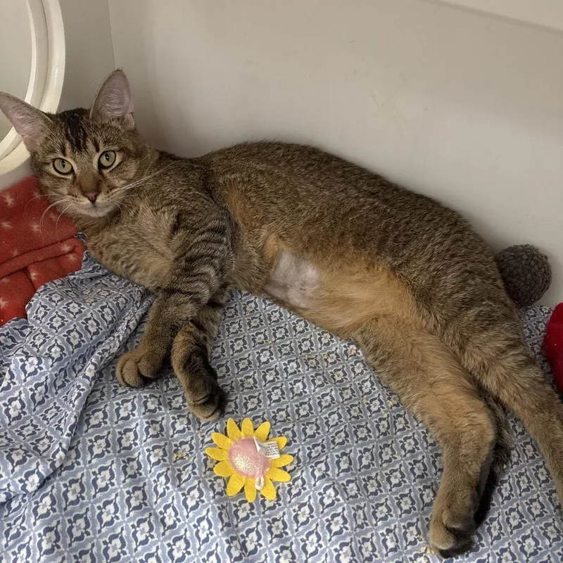 A young small-sized male Brown / Chocolate Domestic Short Hair cat named Boy for adoption in Jupiter, FL