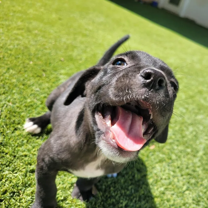 A baby small-sized female Black Mixed Breed dog named Uno for adoption in LOXAHATCHEE, FL