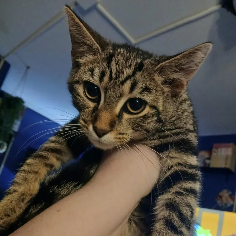 Kenny Pawgers