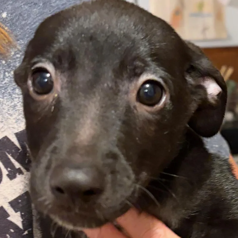 A baby large-sized male Black Labrador Retriever dog named Jones for adoption in Phoenix, AZ