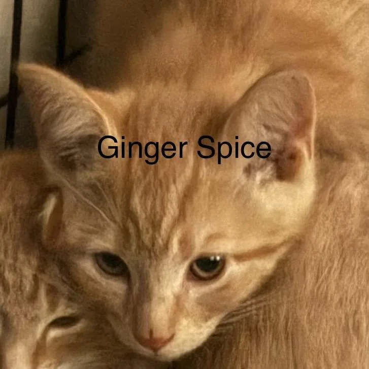 A baby small-sized male Orange / Red Domestic Short Hair cat named Ginger Spice for adoption in Quakertown, PA