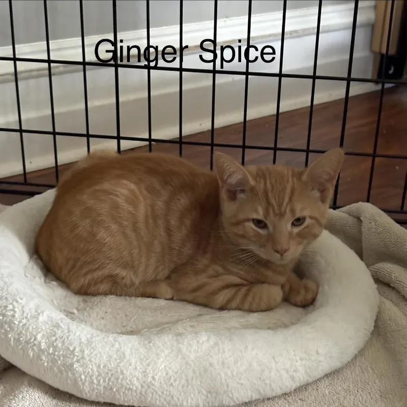Ginger Spice thumbnail 2