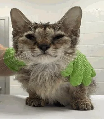 A young small-sized female Tabby (Brown / Chocolate) Domestic Short Hair cat named Stinky for adoption in Cincinnati, OH