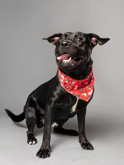 An adult large-sized male Pit Bull Terrier dog named Midnight for adoption in Atlanta, GA