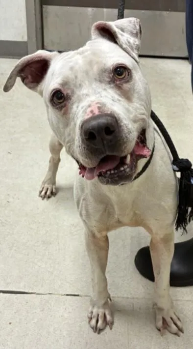 An adult large-sized female Staffordshire Bull Terrier dog named Lucy for adoption in Los Angeles, CA