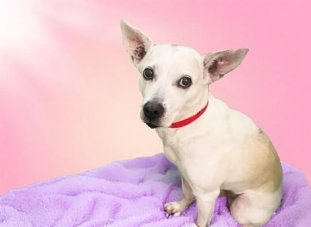 An adult medium-sized female Australian Kelpie dog named Ghost for adoption in Fort Lauderdale, FL