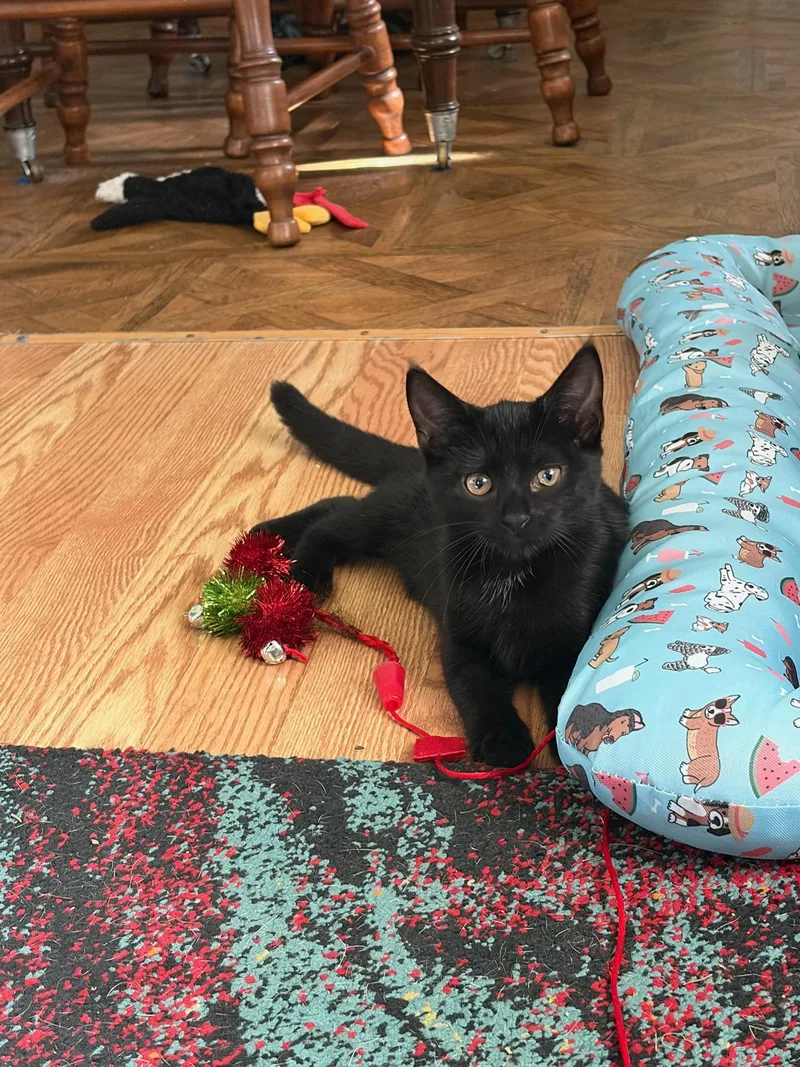 A young small-sized female Black American Shorthair cat named Bellatrix for adoption in Erwin, TN