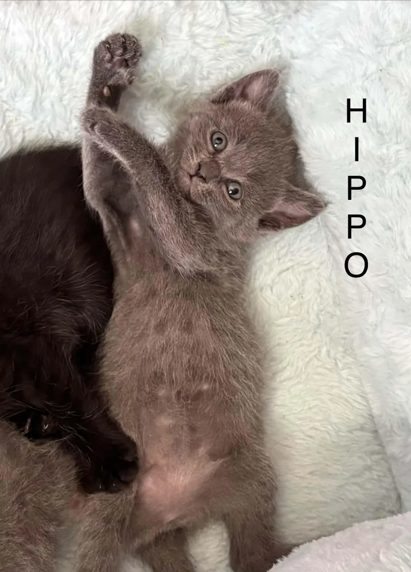 A baby medium-sized male Domestic Short Hair cat named Hippo for adoption in Westfield, MA