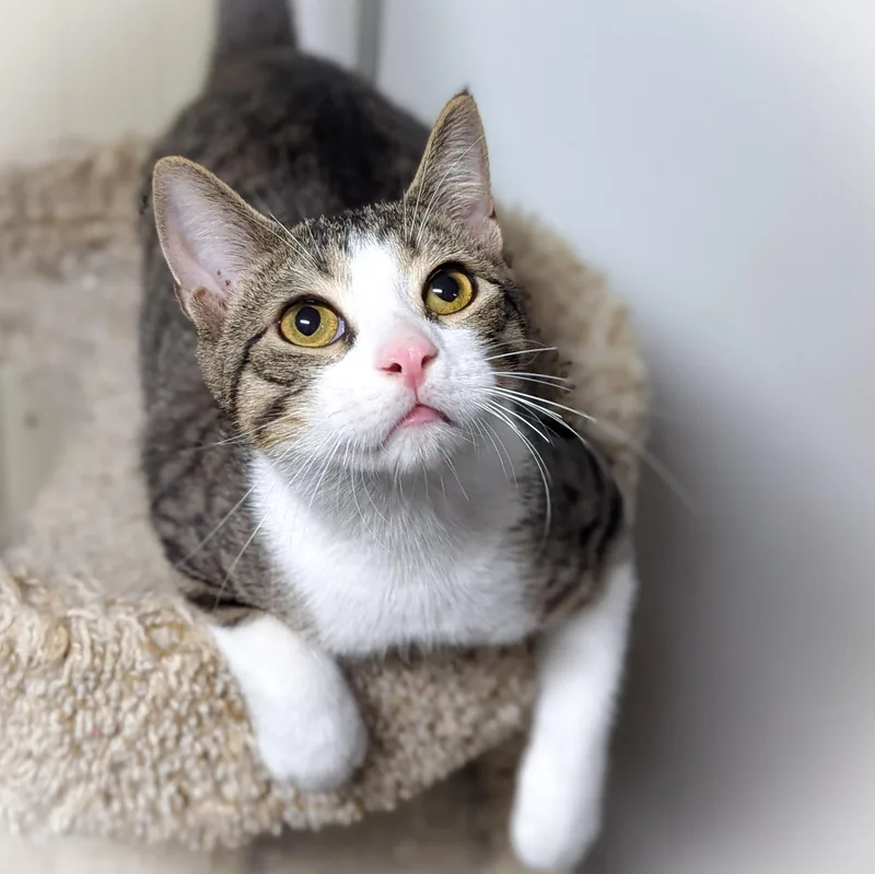 A young medium-sized male Tabby (Gray / Blue / Silver) Domestic Short Hair cat named Pluto for adoption in Griffith, IN