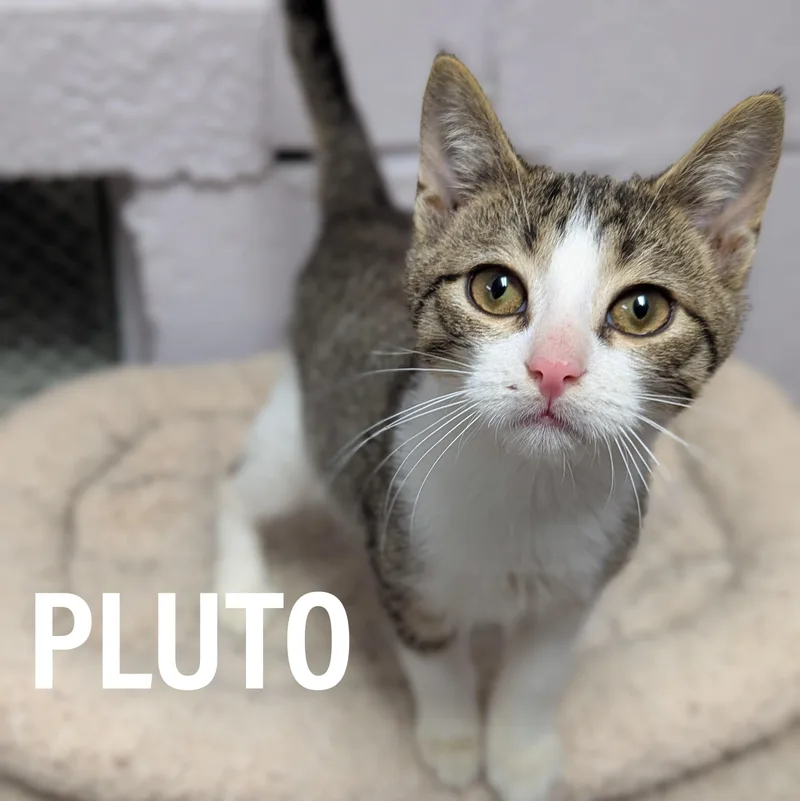 Pluto thumbnail 2