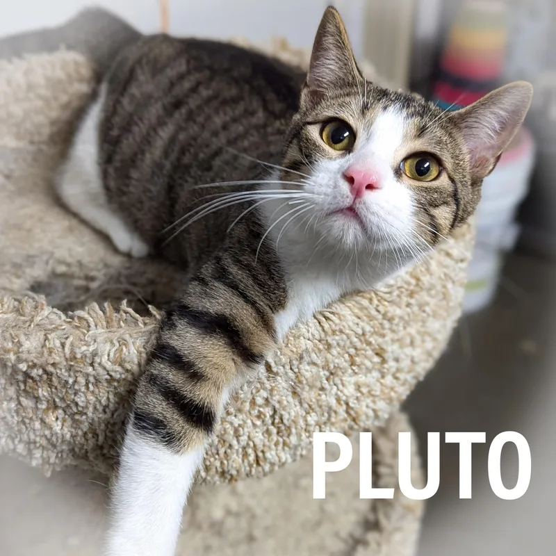 Pluto thumbnail 3