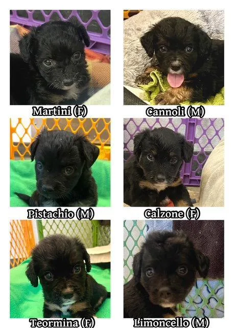 A baby small-sized female Cocker Spaniel dog named Calzone for adoption in Agoura Hills, CA