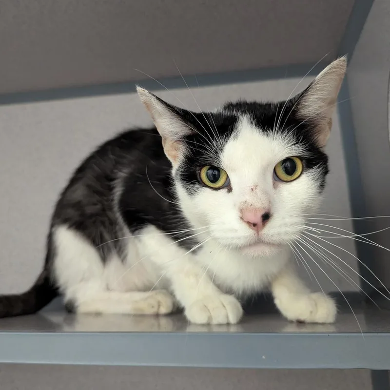 An adult medium-sized female Black Domestic Short Hair cat named Autumn for adoption in Evansville, IN