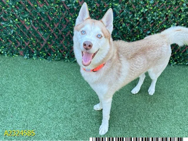 An adult large-sized male Mixed Breed dog named Taytos for adoption in West Palm Beach, FL